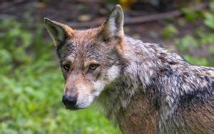 Wallpaper wolf, stone, predator hd, picture, image