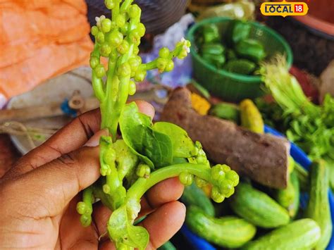 હેલ્થ ટિપ્સ: પોઈના પાન કબજિયાત મટાડવા માટેની અતિ ઉત્તમ ભાજી છે-Poi ...