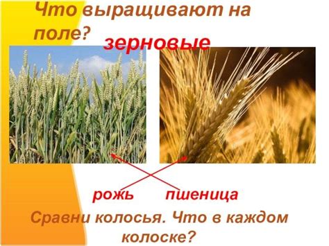 Рожь и пшеница: отличия и есть ли разница, как выглядят злаки и чем похожи