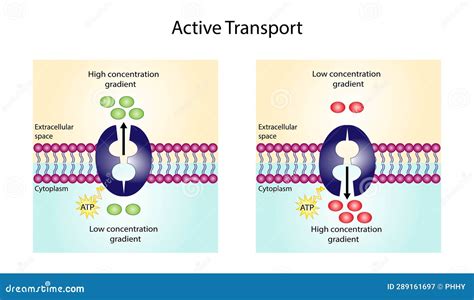 Image result for Concentration Gradient Illustration
