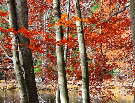 Beech Tree Propagation Methods 的图像结果