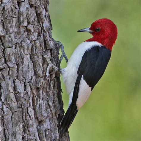 Types Of Woodpeckers In Central Texas at Angela Bates blog