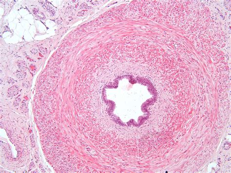 Ductus Vas Deferens Histology The Spermatic Cord Course Fascia
