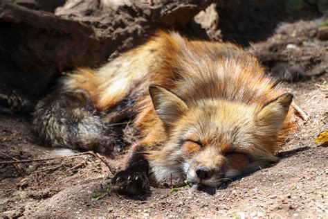 Do Foxes Hibernate? — PlantWorksNYC