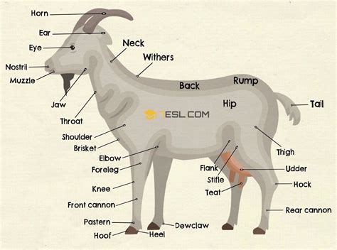 4 H Dairy Goat Anatomy Printable