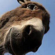 Image result for Chippyscouch Calamity Mod