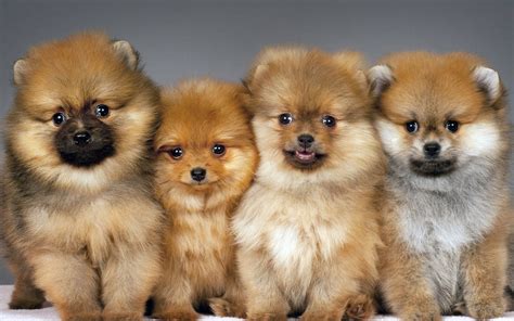 Download Pomeranian Puppy Dogs Stock Wallpaper | Wallpapers.com