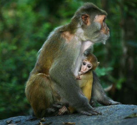 最小猴寶寶獲救 幸好有泰迪熊新「媽咪」陪伴 | 葉猴 | 長尾葉猴 | 大紀元