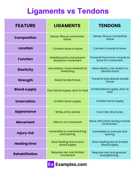 Ligaments vs Tendons - Key Differences and Similarities Explained