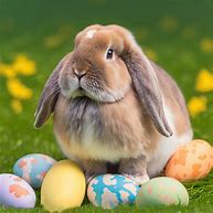 Image result for Holland Lop Furry