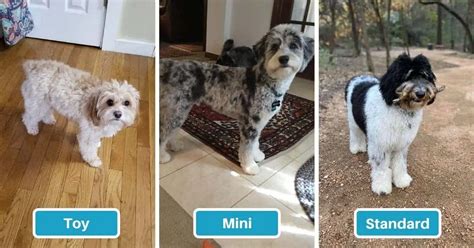 Cockapoo Size 的图像结果
