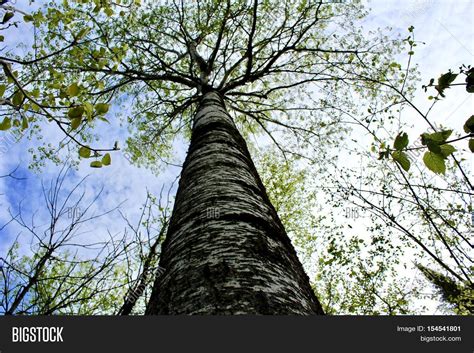 Worm's Eye View Tree Image & Photo (Free Trial) | Bigstock