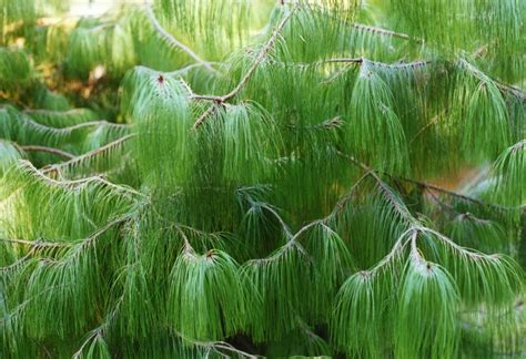 Buy Creative Farmer Pine Tree - Pinus Patula Mexican Weeping Pine - 50 ...