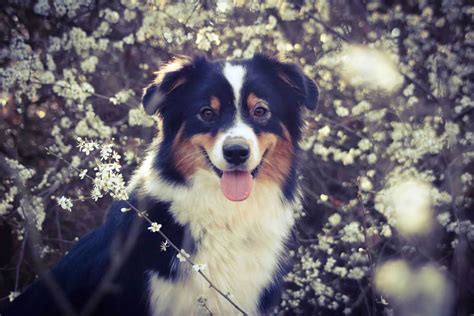 Lakelands it's my Life - Black Betty - LA Aussies