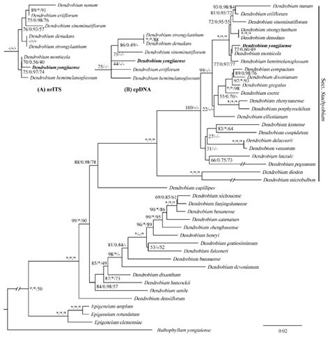 Image result for Create a Phylogenetic Tree Based On a Data Matrix