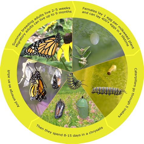 Life Stages Of A Monarch Butterfly