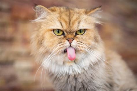 Cat Tongue Out