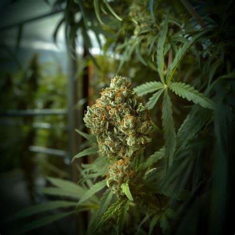 Rose Gold Runtz Weed Strain Information & Effects