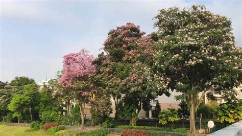 In Pics: Singapore's Cherry Blossoms