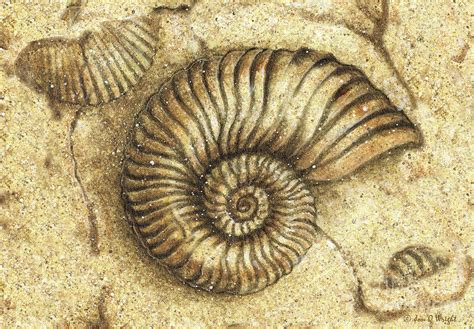 Image result for Round Shell Fossil