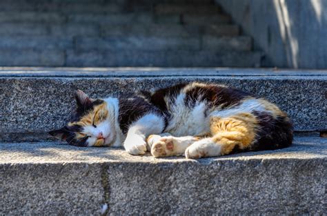 Cat On Stairs