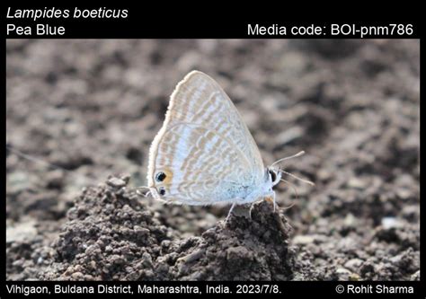 Lampides boeticus (Linnaeus, 1767) - Pea Blue | Butterfly