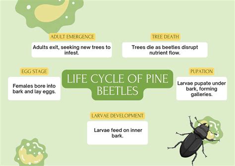 What Are Pine Beetles? Signs, Symptoms, and Danger to Trees