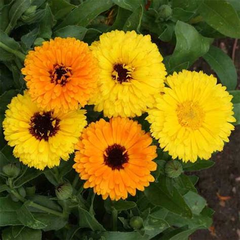 Calendula Fiesta Gitana Mix Seeds – Vibrant Winter Blooms for Gardens ...