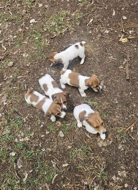 Image result for Mini Stumpy Jack Russell