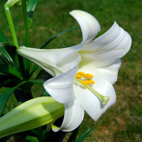 Meaning Of White Lily Flower | Best Flower Site