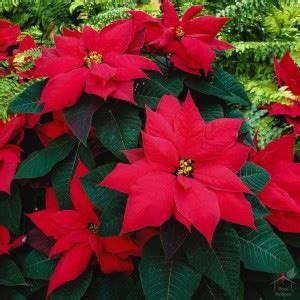 Root Bridges Christmas Tree Plant Price in India - Buy Root Bridges ...