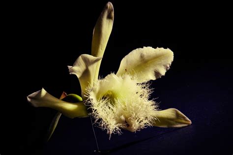 Pensamientos Maupinianos: Rhyncholaelia digbyana flor nacional de ...