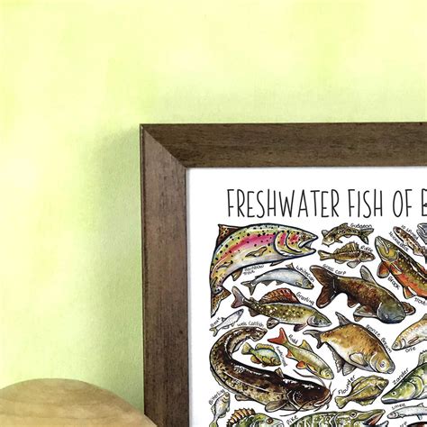 Freshwater Fish Of Britain Wildlife Print By Alexia Claire