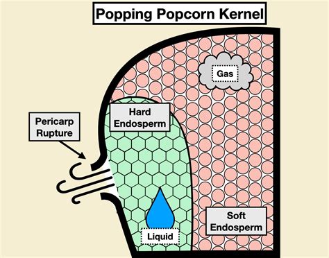 Popcorn Kernel Diagramm