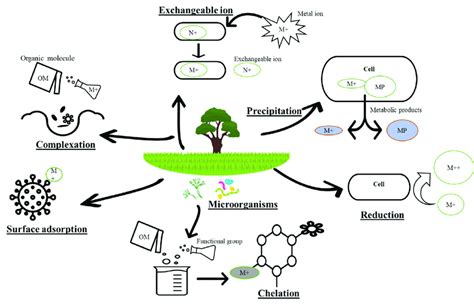 Image result for Compression Graph of Heavy Metal Adsorption