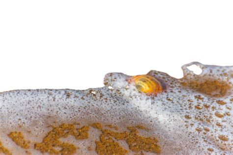 Image result for Shell No Background