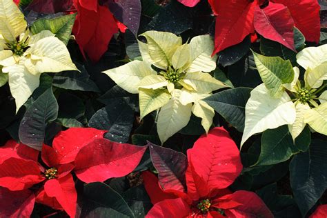 Quick Care Tips For Poinsettias | Rainbow Gardens