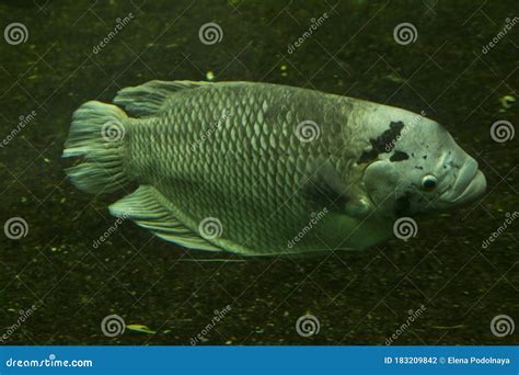 The Giant Gourami Osphronemus Laticlavius. Stock Photo - Image of river ...
