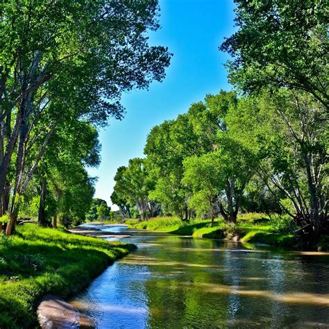 San Pedro River Valley Trees