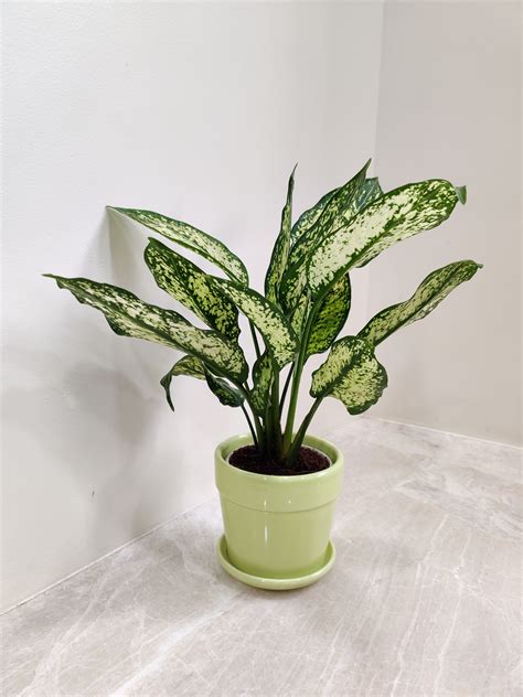 Buy Aglaonema Snow White Plant - Perfect Corporate Gift – ChhajedGarden.com
