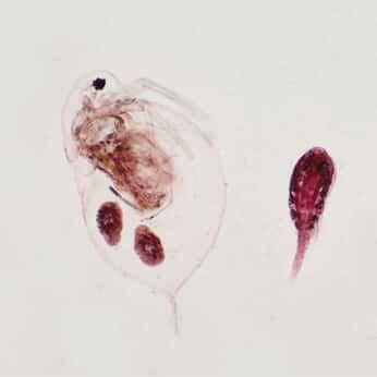 Cole-Parmer Prepared Slide, Daphnia and Cyclops, Wm from Cole-Parmer India