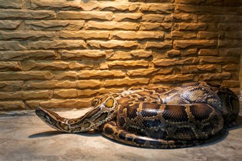 Big Python's 的图像结果