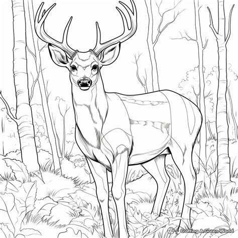 Big Buck Coloring Pages - Free & Printable!