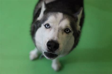 Chantilly Veterinary | Nova Pets | Animal Hospital in Northern VA