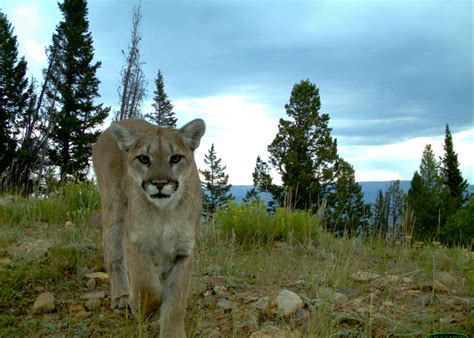 Our History — ROCKY MOUNTAIN CAT CONSERVANCY
