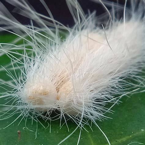 White Caterpillars: Identification, Prevention, and Control Tips