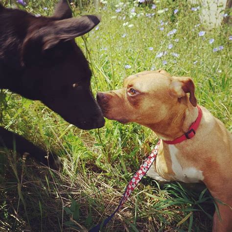 Our Mission — Rebel Dogs Detroit