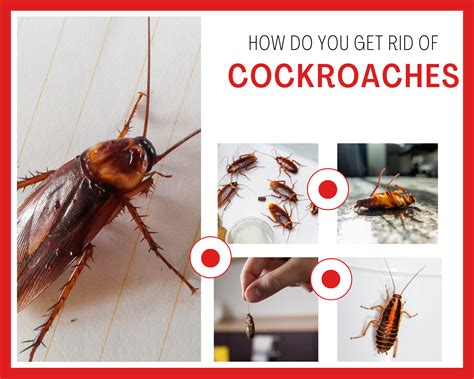 How To Get Rid Roaches In House