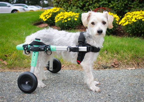 Dog With Wheels