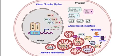 Sleep fragmentation induces heart failure in a hypertrophic ...